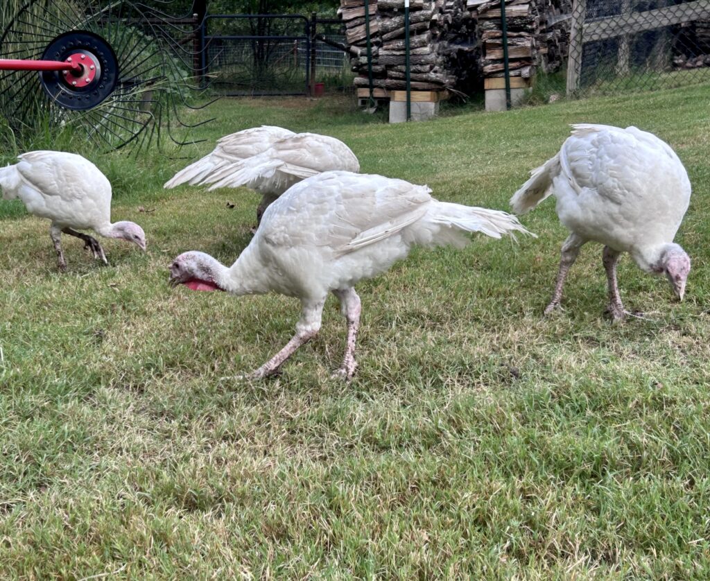 white heritage turkey