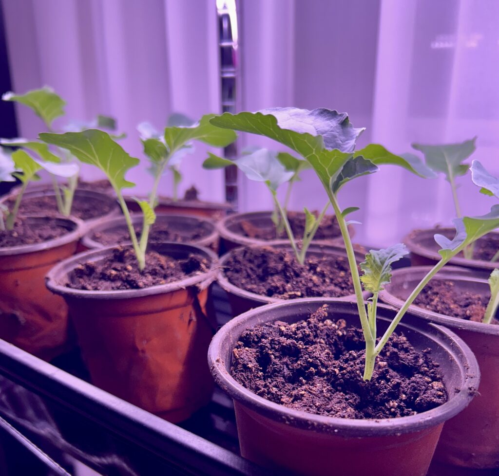 plant starts for sale