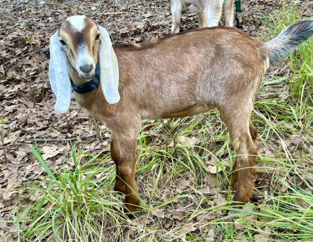 2026 purebred Nubian buckling